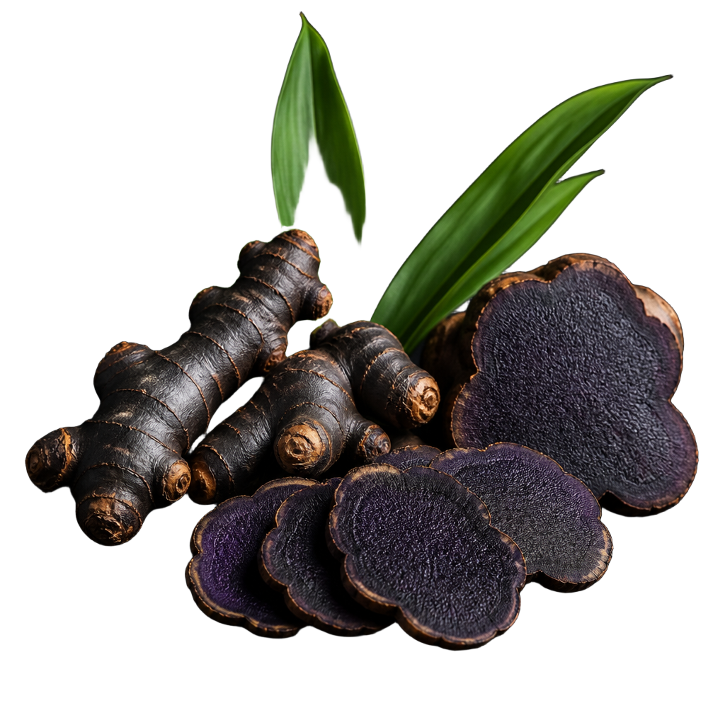 Fresh black ginger rhizomes sliced open